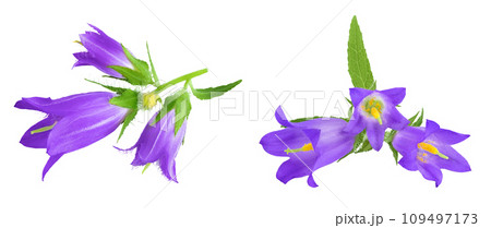 Campanula flower isolated on white background. Top view. Flat lay 109497173