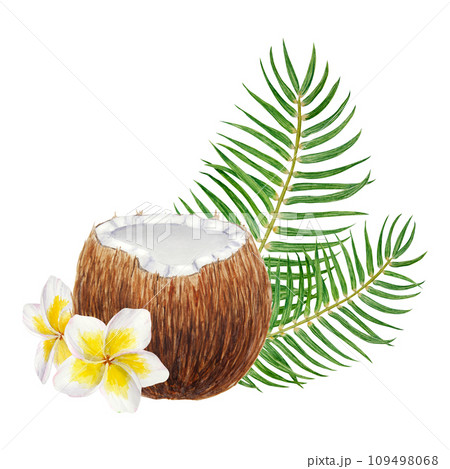 White frangipani, green palm leaves and half a broken coconut illustration. Watercolor hand drawn clip art of exotic fruit. Tropical painting for wedding invitations, spa, beauty prints, travel guides 109498068