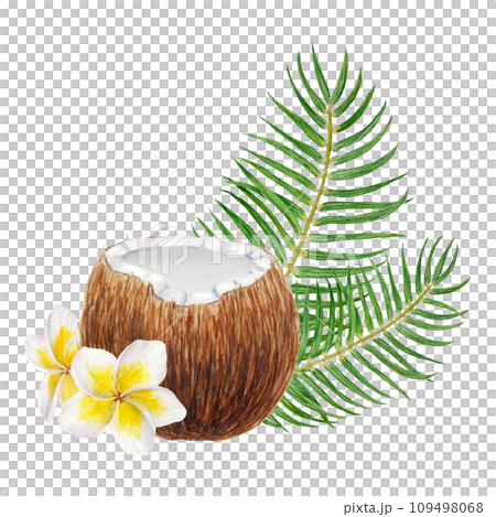White frangipani, green palm leaves and half a broken coconut illustration. Watercolor hand drawn clip art of exotic fruit. Tropical painting for wedding invitations, spa, beauty prints, travel guides 109498068