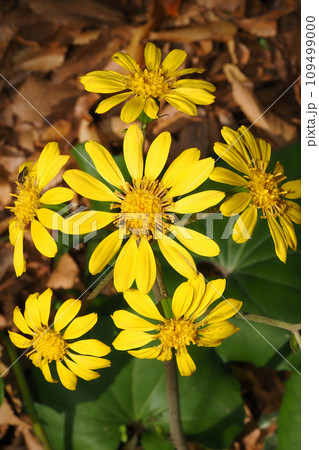 ツワブキの花 ツワブキの花 109499000