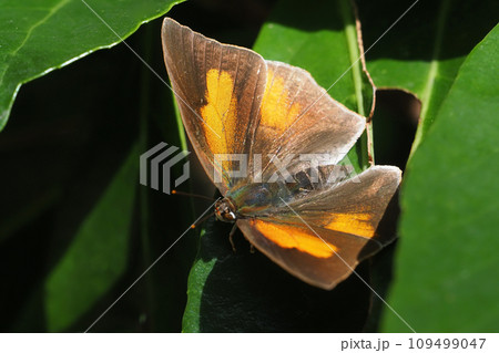 ウラギンシジミ(オス) ウラギンシジミ(オス) 109499047