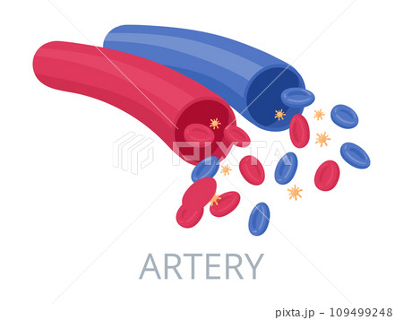 Blood vessels. Human blood circulatory system, biology medicine concept. Red artery and blue vein medical anatomy scheme flat vector illustration Blood vessels. Human blood circulatory system, biology medicine concept. Red artery and blue vein medical anatomy scheme flat vector illustration 109499248