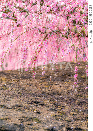 【早春素材】鈴鹿の森庭園のしだれ梅【三重県】 109499288