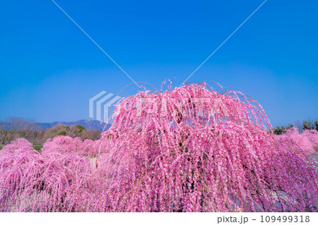 【早春素材】鈴鹿の森庭園のしだれ梅【三重県】 109499318