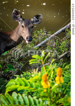 A female deer in the forest A female deer in the forest 109499514