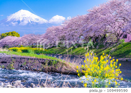 【春の絶景】静岡県富士市の潤井川の桜・龍巌淵【静岡県】 【春の絶景】静岡県富士市の潤井川の桜・龍巌淵【静岡県】 109499590