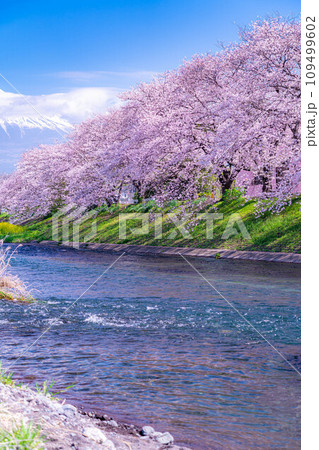 【春の絶景】静岡県富士市の潤井川の桜・龍巌淵【静岡県】 109499602