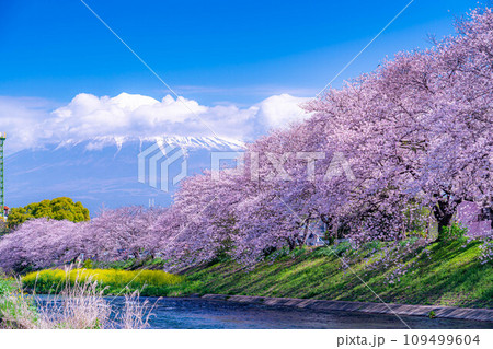 【春の絶景】静岡県富士市の潤井川の桜・龍巌淵【静岡県】 109499604
