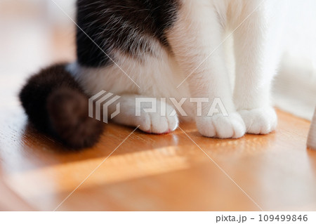猫の足 109499846