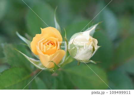 黄色と白の薔薇のつぼみ 109499911
