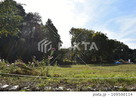初冬の野津田公園の木々 初冬の野津田公園の木々 109500114