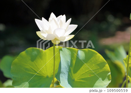 白色ハスの花 白色ハスの花 109500559