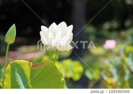 ハスの花 ハスの花 109500560