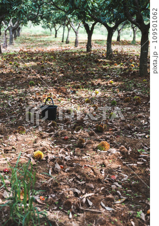 栗拾い　栗ひろい 109501062