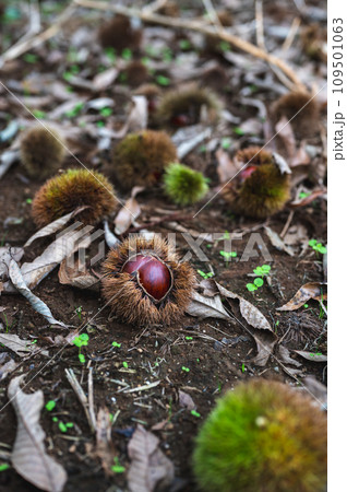 栗拾い　栗ひろい 109501063