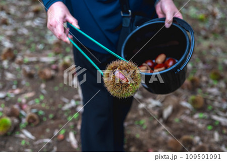 栗拾いをする人物の手　トング 109501091