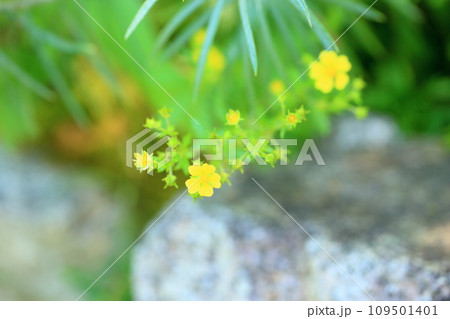 カワラサイコの花 109501401