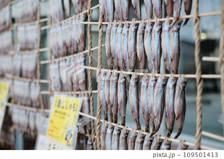 本ししゃもの生干し　本物のししゃも　むかわ 109501413