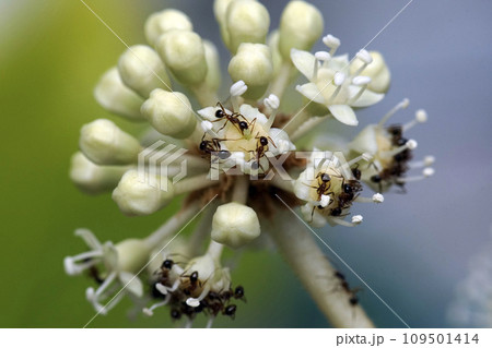 球状の白いヤツデの花の密を吸うアリの集団 球状の白いヤツデの花の密を吸うアリの集団 109501414