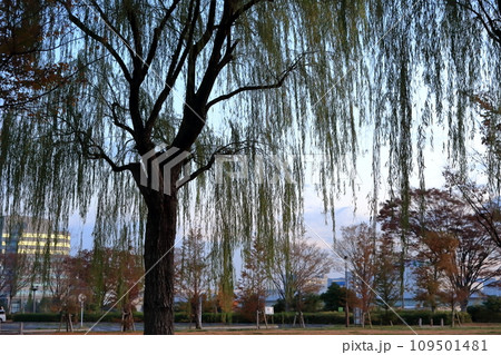 柳の木　 109501481