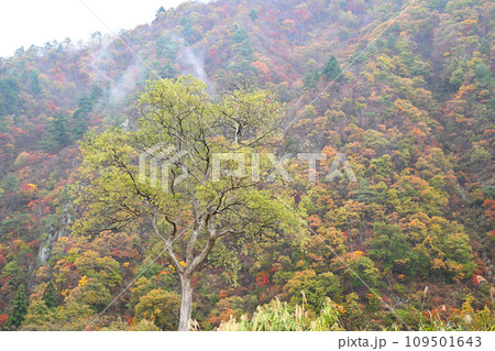 山の紅葉 湯沢中央公園付近からの眺め 秋の風景 山の紅葉 湯沢中央公園付近からの眺め 秋の風景 109501643