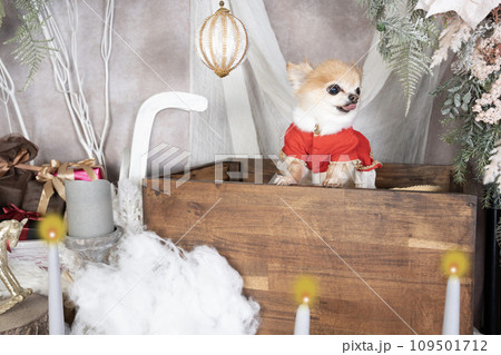 クリスマスのセットに入ったチワワのコモモ 109501712