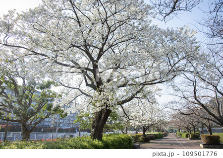 長浜公園　桜　神奈川県横浜市金沢区 109501776