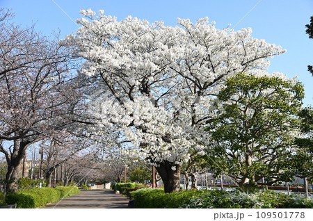 長浜公園 桜 神奈川県横浜市金沢区 長浜公園 桜 神奈川県横浜市金沢区 109501778