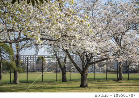 長浜公園　桜　神奈川県横浜市金沢区 109501787