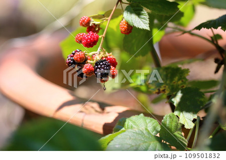 ブラックベリーの実 ブラックベリーの実 109501832