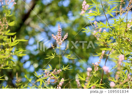 セイヨウニンジンボクの花 109501834