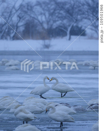 対話する2羽の白鳥 109501966