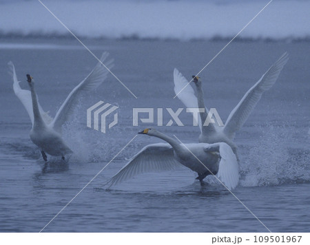 湖面を助走する白鳥の群れ 109501967