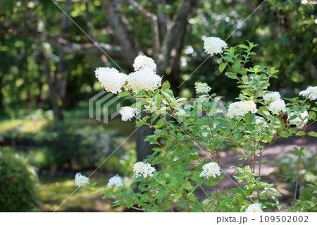 ノリウツギの花 ミナヅキ ノリウツギの花 ミナヅキ 109502002