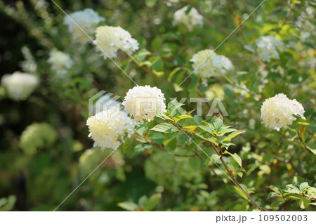 ノリウツギの花 ミナヅキ ノリウツギの花 ミナヅキ 109502003