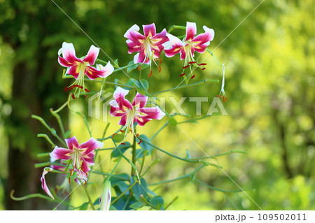 ユリの花 109502011