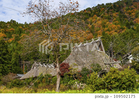日本の原風景（秋の美山かやぶきの里） 109502175