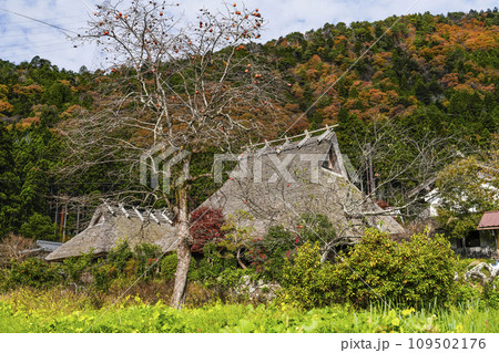日本の原風景（秋の美山かやぶきの里） 109502176