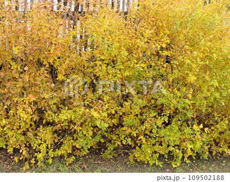 紅葉なのだろう枯れ始めた萩の葉 紅葉なのだろう枯れ始めた萩の葉 109502188