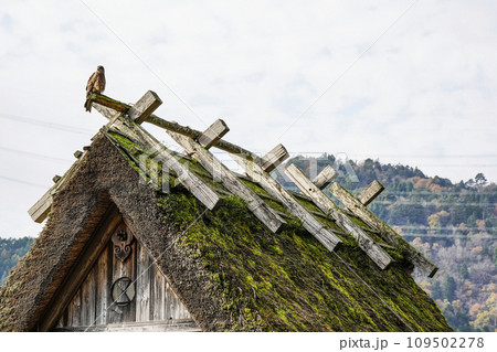 茅葺き屋根に止まるトンビ（美山かやぶきの里） 109502278