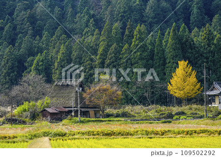 日本の原風景(秋の美山かやぶきの里) 日本の原風景(秋の美山かやぶきの里) 109502292