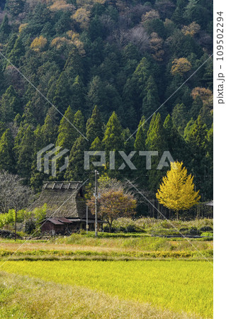 日本の原風景（秋の美山かやぶきの里） 109502294