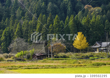 日本の原風景(秋の美山かやぶきの里) 日本の原風景(秋の美山かやぶきの里) 109502295