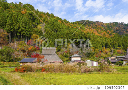日本の原風景（秋の美山かやぶきの里） 109502305