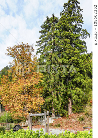 美山かやぶきの里、北稲荷神社のトチ 美山かやぶきの里、北稲荷神社のトチ 109502362