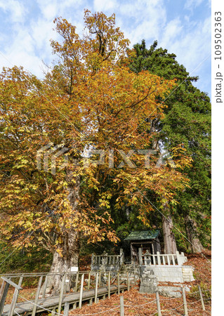 美山かやぶきの里、北稲荷神社のトチ 109502363