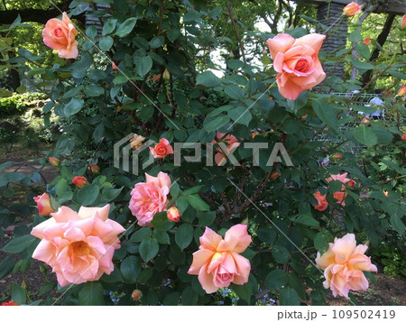 日比谷公園、満開の薄いピンクの薔薇の花花 日比谷公園、満開の薄いピンクの薔薇の花花 109502419
