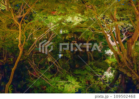 日本庭園の水面に映る紅葉 109502468