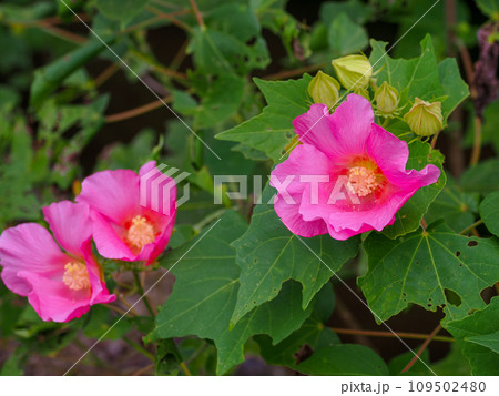芙蓉のピンクの花 109502480