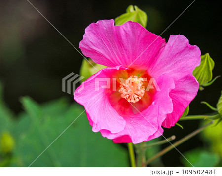 芙蓉のピンクの花 109502481